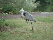 24.jpg - 2009:07:17 12:34:53