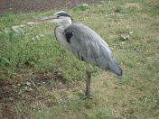 25.jpg - 2009:07:17 12:35:07