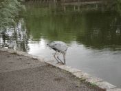 29.jpg - 2009:07:17 12:37:07