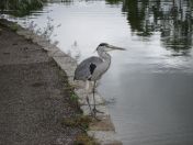 30.jpg - 2009:07:17 12:37:17