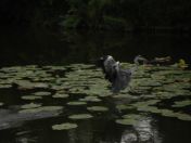 31.jpg - 2009:07:17 12:37:30