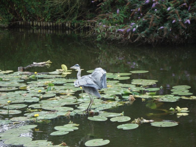 Viewing photos→2009→2009-07-17→33