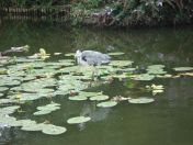 35.jpg - 2009:07:17 12:39:06