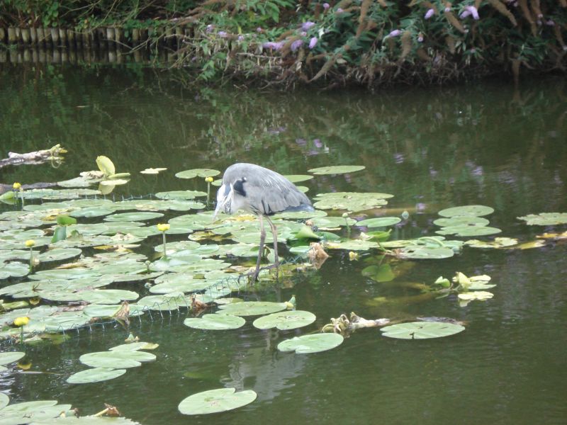 Viewing photos→2009→2009-07-17→36