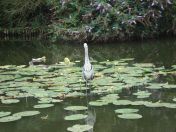 41.jpg - 2009:07:17 12:41:07