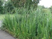 42.jpg - 2009:07:17 12:42:21