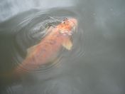 43.jpg - 2009:07:17 12:46:03