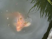 44.jpg - 2009:07:17 12:46:08