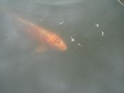 45.jpg - 2009:07:17 12:46:25