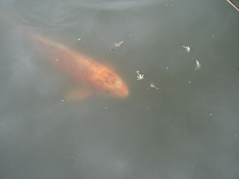 Viewing photos→2009→2009-07-17→45