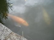 46.jpg - 2009:07:17 12:46:53