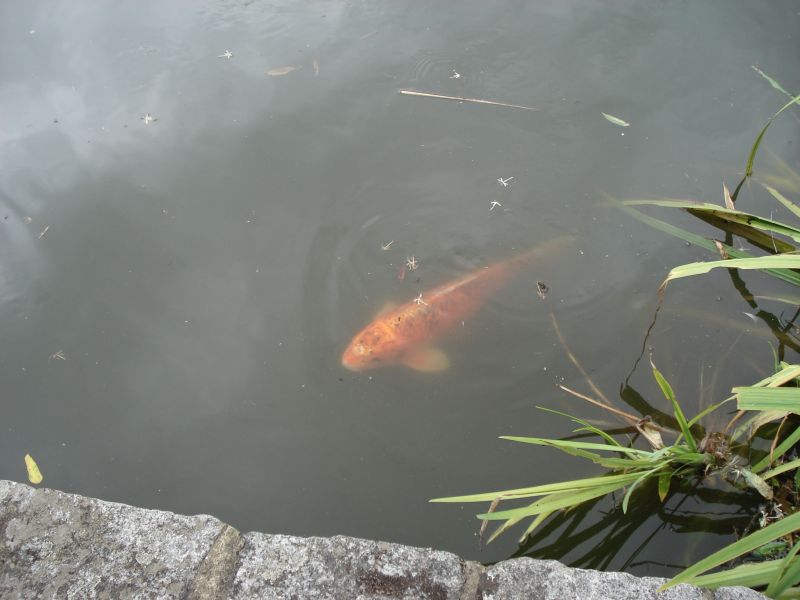 Viewing photos→2009→2009-07-17→47