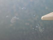 005.jpg - 2009:11:21 14:17:11