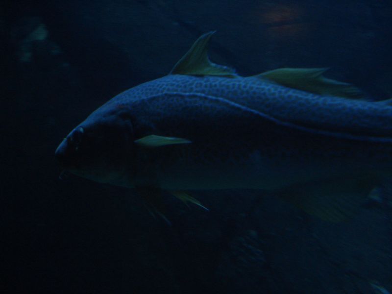 Viewing photos→2009→2009-11-21→039