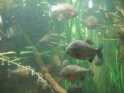 047.jpg - 2009:11:22 14:20:13