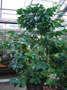 306.jpg - 2009:11:28 12:34:51