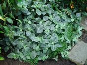 310.jpg - 2009:11:28 12:40:55