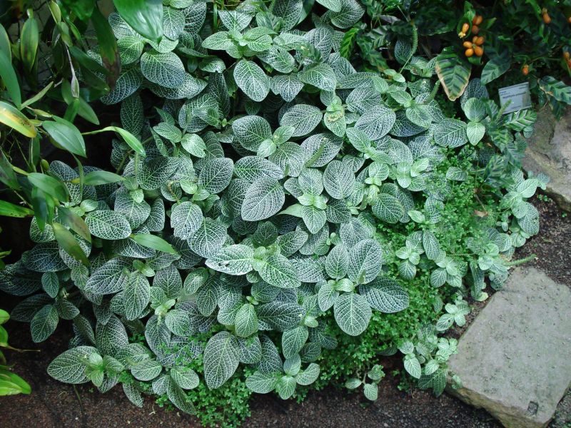 Viewing photos→2009→2009-11-21→310