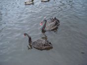 315.jpg - 2009:11:28 14:15:53