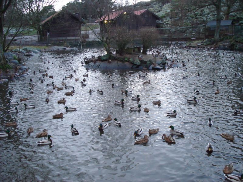 Viewing photos→2009→2009-11-21→316