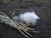 317.jpg - 2009:11:28 14:18:35