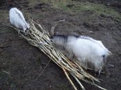 318.jpg - 2009:11:28 14:18:46