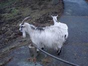 319.jpg - 2009:11:28 14:19:08