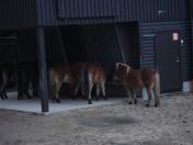 321.jpg - 2009:11:28 14:21:08