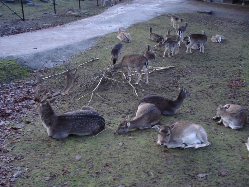 Viewing photos→2009→2009-11-21→326