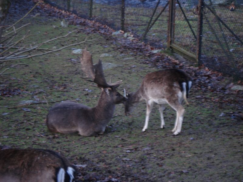 Viewing photos→2009→2009-11-21→327