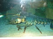 333.jpg - 2009:11:29 13:35:43