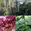 2010-02-10<br/>
<b>Kew: Tropical Extravaganza 2010<br/>
Princess of Wales conservatory</b>
