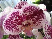 11.jpg - 2010:02:10 13:25:40