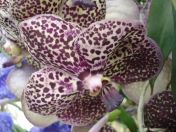 14.jpg - 2010:02:10 13:27:09