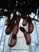 21.jpg - 2010:02:10 13:31:26