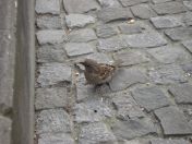 109.jpg - 2010:05:26 15:43:10