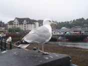 101.jpg - 2010:07:28 14:00:56