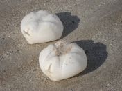 339.jpg - 2010:08:11 16:13:22