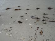 342.jpg - 2010:08:11 16:30:00