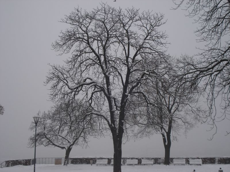 Viewing photos→2010→2010-12-04→029