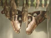 057.jpg - 2010:12:07 12:19:51