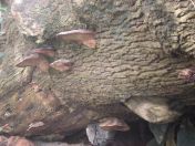 065.jpg - 2010:12:07 12:29:51