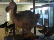 47.jpg - 2011:02:12 16:57:11