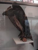 54.jpg - 2011:02:12 17:08:26