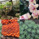 2011-02-15<br/>
<b>Kew: Tropical Extravaganza 2011</b>
