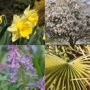 2011-03-24<br/>
<b>Kew in Spring: blossom and flowers</b>
