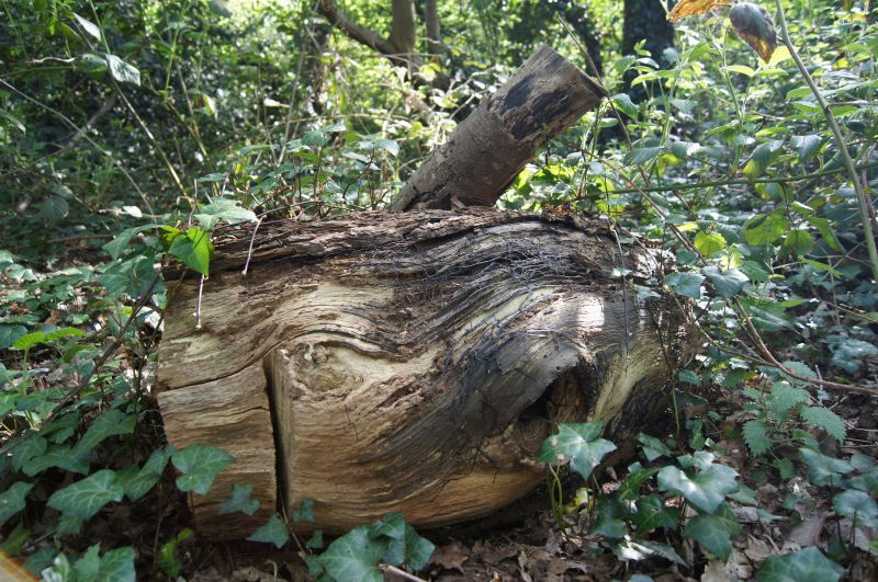 Viewing photos→2011→2011-04-09→02