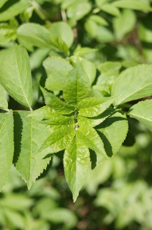 Viewing photos→2011→2011-04-09→03