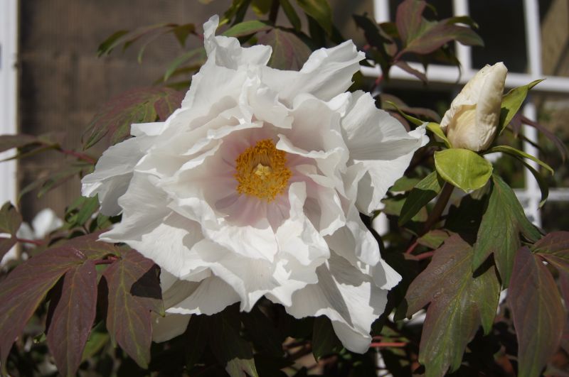 Viewing photos→2011→2011-04-27→117