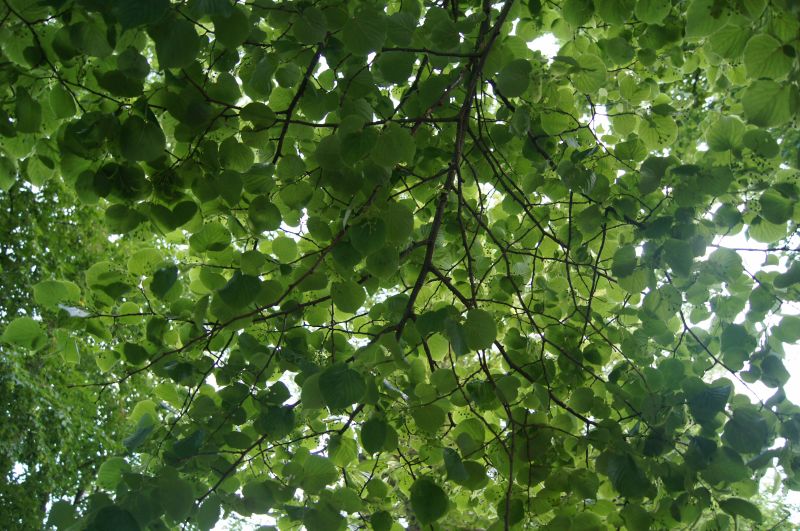 Viewing photos→2011→2011-06-04→35